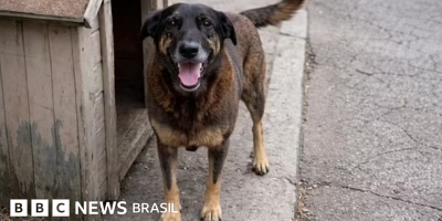Legenda da foto, Caso do cão comunitário Orelha comoveu o país