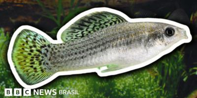 Legenda da foto, Já foram observados tubarões se reproduzindo por partenogênese em cativeiro, ...