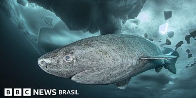 Legenda da foto, O tubarão-da-Groenlândia é o vertebrado mais longevo conhecido no planeta