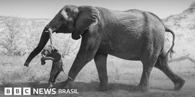 Legenda da foto, Federico Veronesi encontrou a fêmea de elefante carregando um filhote natimorto...