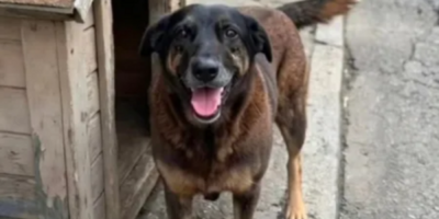 O cão comunitário Orelha foi brutalmente morto em Florianópolis (SC) no início de janeiro.