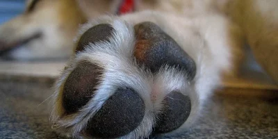 Seu cÃ£o lambe muito as patas? 5 causas que vÃ£o alÃ©m da 'mania'