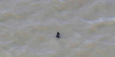 CÃ£o desaparecido hÃ¡ semanas Ã© resgatado enquanto nadava nos EUA; veja